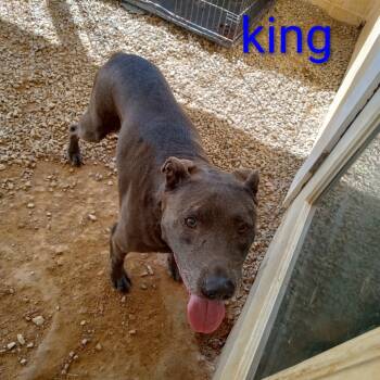 Rescue Mixed Breed Dogs for Adoption in Loxahatchee Groves, Florida - King 0960 | PetCurious