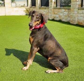 Penny -  Doberman Pinscher and Mixed Breed Dog for Adoption in North Richland Hills, Texas - Penny | PetCurious