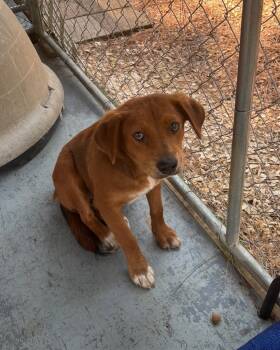 Rescue Terrier and Golden Retriever Dogs for Adoption in Ruston, Louisiana - Autumn | PetCurious