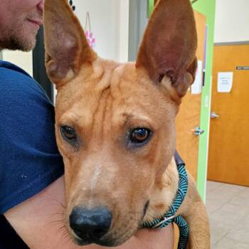Pit Bull Terrier Dogs Available for Adoption in Palestine, Texas - Fred | PetCurious