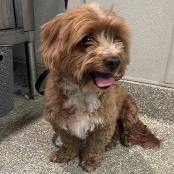 IVHS-Stray-143464 -  Maltese Dog for Adoption in San Gabriel, California - IVHS-Stray-143464 | PetCurious