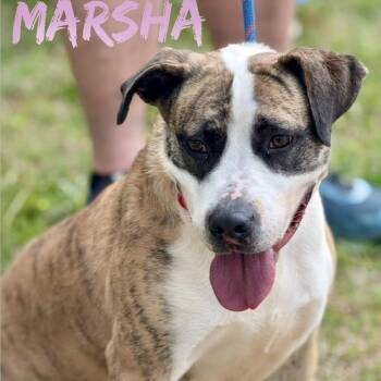 Rescue Black Labrador Retriever Dogs for Adoption in Holly Springs, Mississippi - Marsha | PetCurious
