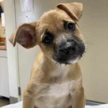 Medusa -  Terrier and Mixed Breed Dog for Adoption in Riverside, California - Medusa | PetCurious