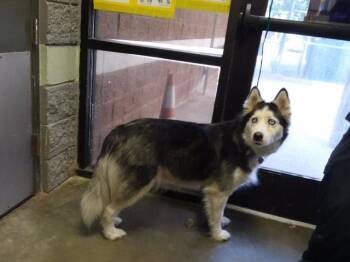 KIRA -  Husky Dog for Adoption in Tulsa, Oklahoma - KIRA | PetCurious