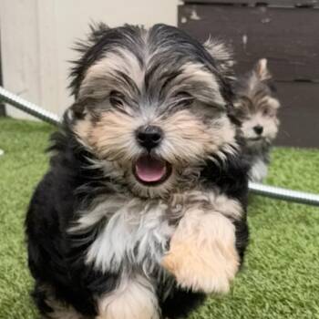 Chancey 7761 -  Maltese Dog for Adoption in Loxahatchee Groves, Florida - Chancey 7761 | PetCurious