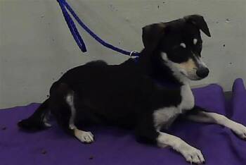 Staffordshire Bull Terrier and Mixed Breed Dogs Available for Adoption in Houston, Texas - LOLA | PetCurious