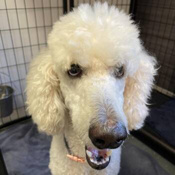 Kelli -  Standard Poodle and Mixed Breed Dog for Adoption in Madison, Wisconsin - Kelli | PetCurious