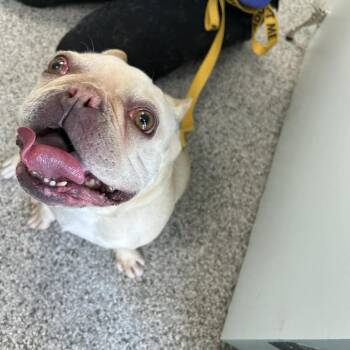 French Bulldog Dogs Available for Adoption - Penny-Lane | PetCurious