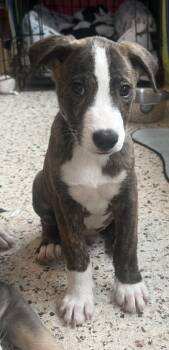 Bates -  Mixed Breed Dog for Adoption in Lutz, Florida - Bates | PetCurious