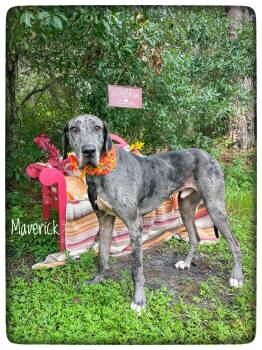 Maverick -  Great Dane Dog for Adoption in Sebring, Florida - Maverick | PetCurious