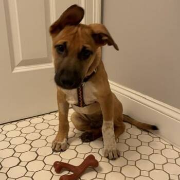 Roger -  Black Mouth Cur Dog for Adoption in Williston, Vermont - Roger | PetCurious