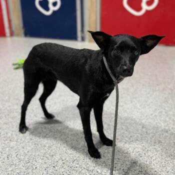 Chihuahua and Mixed Breed Dogs Available for Adoption - Belle | PetCurious