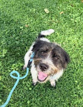 Layla -  Terrier Dog for Adoption in Falls Church, Virginia - Layla | PetCurious