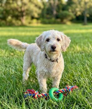 **NINA** -  Poodle Dog for Adoption in North Prairie, Wisconsin - **NINA** | PetCurious