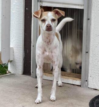 Chihuahua and Jack Russell Terrier Dogs Available for Adoption in St. Catharines, Ontario - Missy | PetCurious