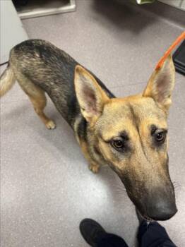 ELVIS -  German Shepherd Dog Dog for Adoption in Tracy, California - ELVIS | PetCurious