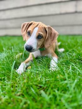 Forest Woods -  Mixed Breed Dog for Adoption in Clinton, Wisconsin - Forest Woods | PetCurious
