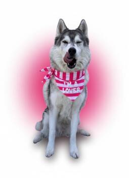 Chickadee- ADOPT Me -  Husky Dog for Adoption in Redondo Beach, California - Chickadee- ADOPT Me | PetCurious