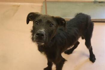 IGOR -  Mixed Breed Dog for Adoption in Columbia, South Carolina - IGOR | PetCurious