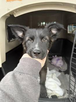 Mixed Breed Dogs Available for Adoption - Smokey | PetCurious