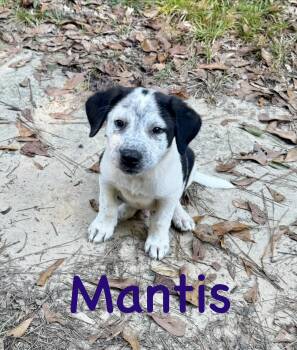 Mantis -  Cattle Dog Dog for Adoption in Semmes, Alabama - Mantis | PetCurious