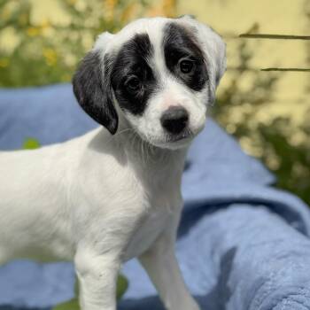 Spaniel and Terrier Dogs Available for Adoption in San Diego, California - Cheers Pup - Kirstie | PetCurious
