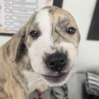 Terrier Dogs Available for Adoption - Silly | PetCurious