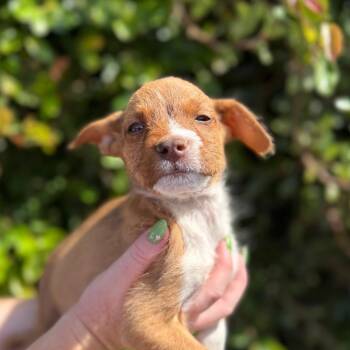Lemongrass -  Terrier and Mixed Breed Dog for Adoption in Goleta, California - Lemongrass | PetCurious