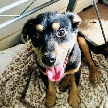 Retriever Dogs Available for Adoption - Zeus  | PetCurious