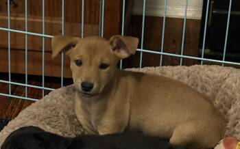 Bubbles -  Labrador Retriever and Mixed Breed Dog for Adoption in Ellicott City, Maryland - Bubbles | PetCurious