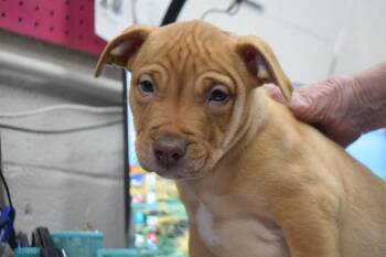 Caliber (Accord P2) -  American Bulldog Dog for Adoption in Pahrump, Nevada - Caliber (Accord P2) | PetCurious