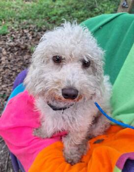Matias BR14535-T -  Poodle Dog for Adoption in Missouri City, Texas - Matias BR14535-T | PetCurious