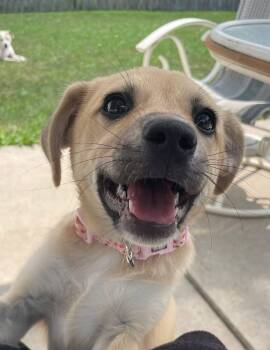 Fizz -  Terrier Dog for Adoption in New London, Wisconsin - Fizz | PetCurious