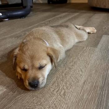Poppy -  Shepherd and Shiba Inu Dog for Adoption in Phoenix, Arizona - Poppy | PetCurious