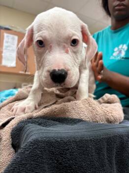 Drax -  Mixed Breed Dog for Adoption in Bossier City, Louisiana - Drax | PetCurious
