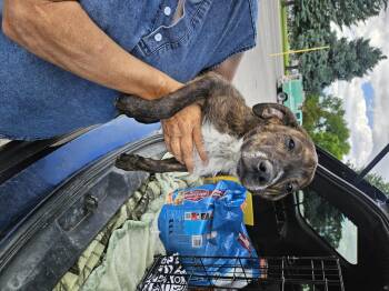 Leann -  American Staffordshire Terrier and Labrador Retriever Dog for Adoption in Nucla, Colorado - Leann | PetCurious