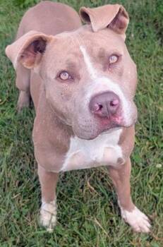 ABRAHAM -  Pit Bull Terrier Dog for Adoption in Akron, Ohio - ABRAHAM | PetCurious