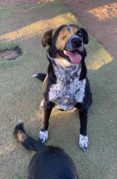 Rescue Black Labrador Retriever and Border Collie Dogs for Adoption in Acton, California - Scarlett, Absolute Sweetheart, Mix Breed | PetCurious
