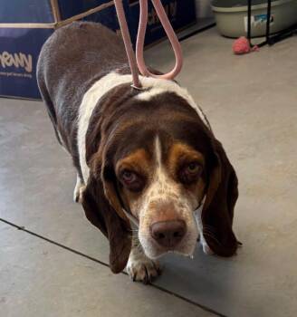 Bagel -  Basset Hound and Beagle Dog for Adoption in Hartford City, Indiana - Bagel | PetCurious
