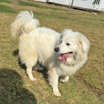 Champ -  Spitz Dog for Adoption in New York, New York - Champ | PetCurious