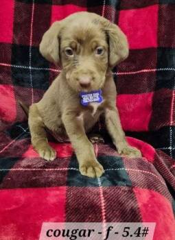 Australian Shepherd Dogs Available for Adoption - Cougar | PetCurious