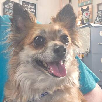 Chihuahua and Mixed Breed Dogs Available for Adoption in Lewisville, Texas - Delta Dawn | PetCurious