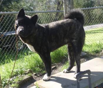 Akita Dogs Available for Adoption in Shepherd, Texas - Mr.Kip  | PetCurious