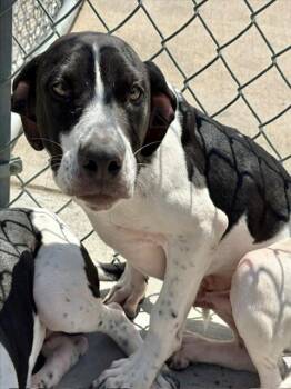 WILL -  Pit Bull Terrier and Mixed Breed Dog for Adoption in Tulsa, Oklahoma - WILL | PetCurious