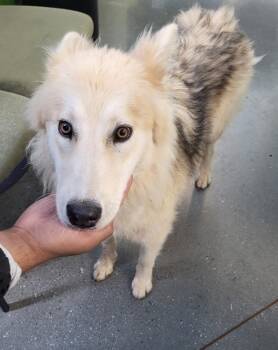 Ic 3c Cherry -  Siberian Husky Dog for Adoption in Lawrenceville, Georgia - Ic 3c Cherry | PetCurious