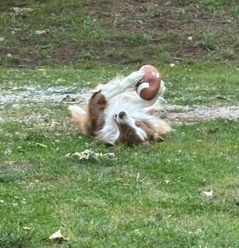 River -  Border Collie Dog for Adoption in Russellville, Kentucky - River | PetCurious