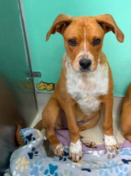 Dolphin -  Mixed Breed Dog for Adoption in Othello, Washington - Dolphin | PetCurious