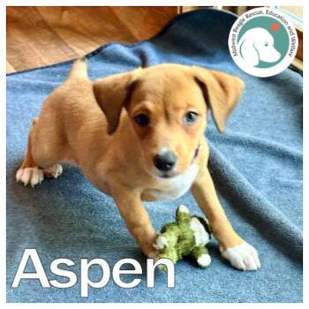Aspen -  Beagle and Shetland Sheepdog Sheltie Dog for Adoption in Wadsworth, Illinois - Aspen | PetCurious
