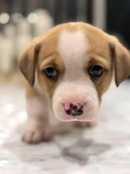 Bundles (Orphan Annie pup) -  Beagle and Corgi Dog for Adoption in Mt. Juliet, Tennessee - Bundles (Orphan Annie Pup) | PetCurious