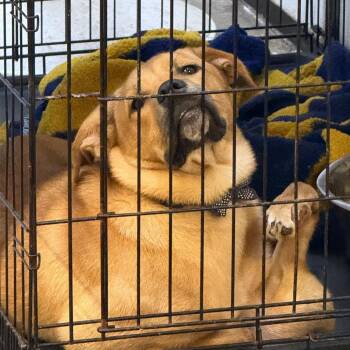 Hanson -  Mixed Breed Dog for Adoption in Lake Jackson, Texas - Hanson | PetCurious